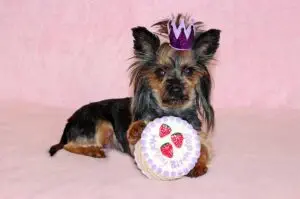 Dog Birthday Cake / Pixabay