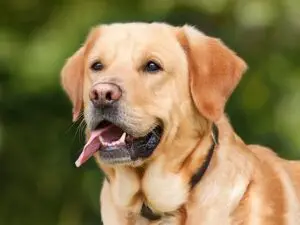 Rescue Of A Pregnant Dog Will Make You Cry / Pixabay