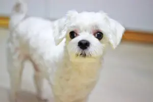 3 Easy Things To Teach Your Puppy