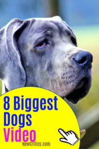 Big Dogs