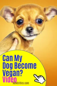 Can My Dog Become Vegan?