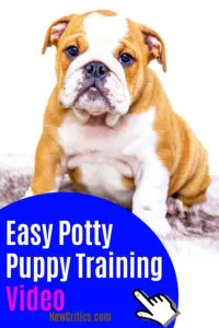 Easy Potty Puppy Training