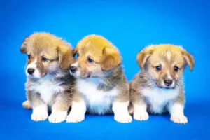 Easy Puppy Training
