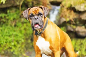 Fungal Infection In Dogs