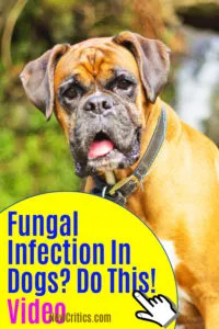 Fungal Infection In Dogs