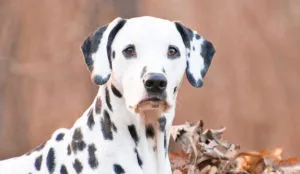 Dog Owners Longer Life