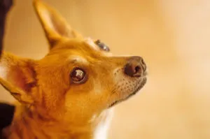 Pet Domestication Evolution