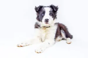 Prepared for your New Puppy