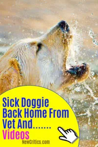 Sick Doggie Back Home From Vet And