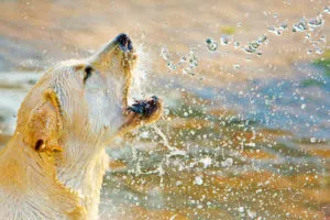 Sick Doggie Back Home From Vet And