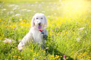Vegan Dogfood Really Healthy For My Dog?