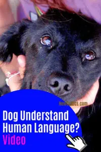 Dog Understand Human Language