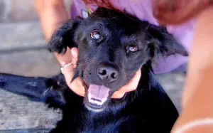 Dog Understand Human Language