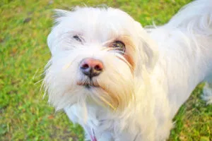 Dogs Can Chase Away Loneliness?