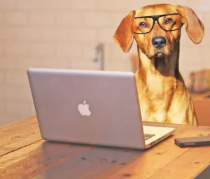 Dogs In The Office - GOOD or BAD Idea?