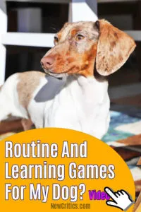 Routine And Learning Games For My Dog?