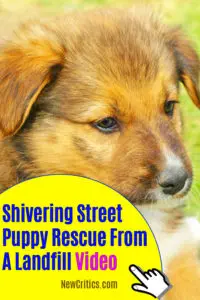 Shivering Street Puppy Rescue From A Landfill