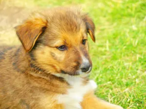 Shivering Street Puppy Rescue From A Landfill