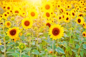 Vitamin From The Sun