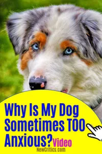 Why Dogs Are Sometimes TOO Anxious