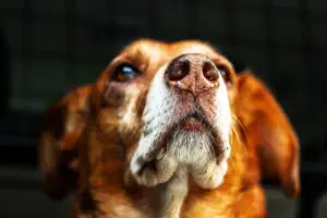 Dogs-Sniff