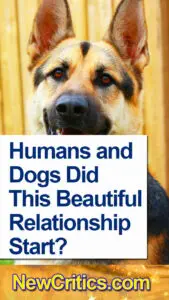 Humans and Dogs ???? ... How and When Did This Beautiful Relationship