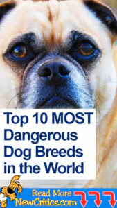 Most Dangerous Dogs