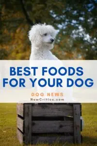 Best Foods For Your Dog