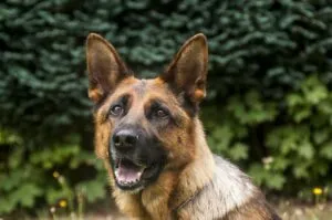 From Military Dog Training To House Pet / Pixabay