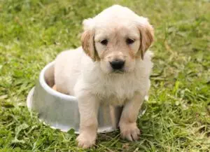 Best Foods For Your Dog / Pixabay