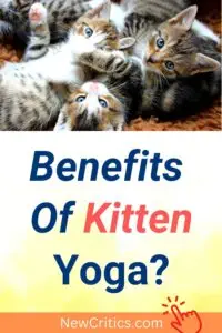 Benefits Of Kitten Yoga / Canva