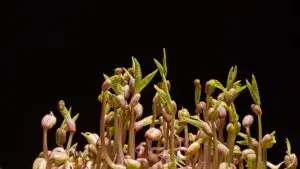 Yoga sprouts are healthy breakfast options / Pixabay