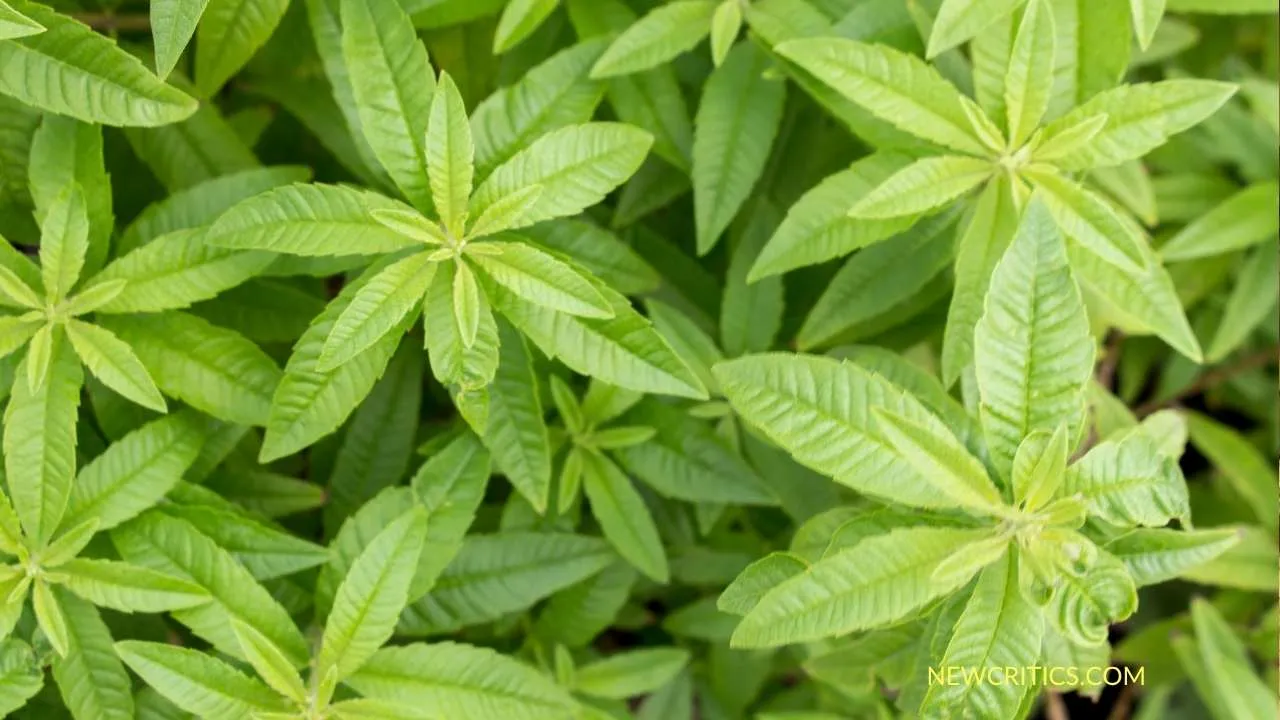 Lemon Verbena