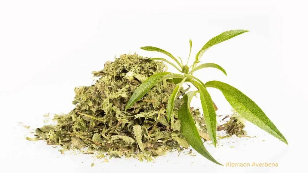 Lemon Verbena / Canva