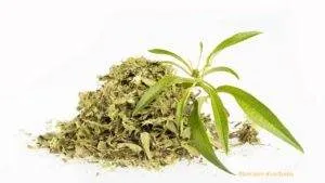 Lemon Verbena / Canva