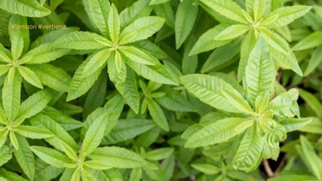 Lemon Verbena Tea / Canva