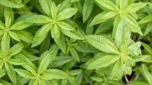 Lemon Verbena Tea / Canva