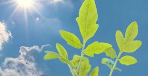 Enlace a los conceptos bíblicos de fuerza y fertilidad / Canva