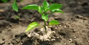 Link to Biblical Concepts of Strength and Fertility / Canva