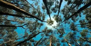 Non Egotistic Alertness / Canva