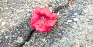 Cómo aumentar resiliencia / C