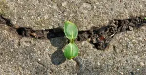 How Building Resilience / C