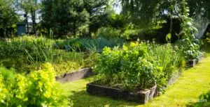 Self-Sufficiency: Growing Your Own Food / C