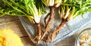 Foraging and Identifying Edible Plants / C