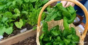 Mastering Holistic Self-Sufficiency / C