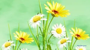 Encarnar la espiritualidad mediante / C