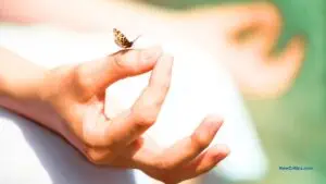 Meditación y prácticas espirituales en la naturaleza / C