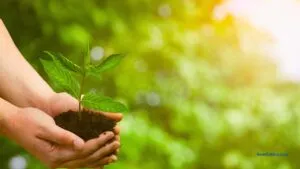 Spirituality through Eco-Friendly Living / C