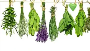 Herbal and Nutritional Medicine